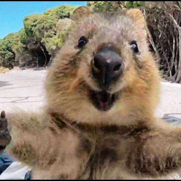 quokka_nyc